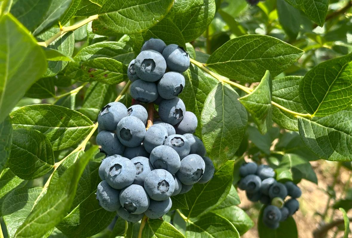 Mirtilos Sabores de Coura